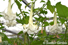 Brugmansia 'White Chistmas' - Hybrid Angel Trumpet Plant