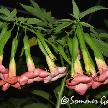 Brugmansia 'Strawberry Charm' - Hybrid Angel Trumpet Plant