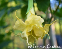 Brugmansia 'Golden Angel' - Hybrid Angel Trumpet Brugie Starter Plant