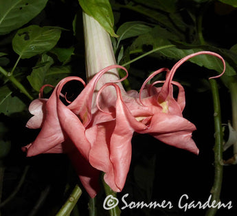 Brugmansia 'Audrey Lea' - Hybrid Angel Trumpet Plant