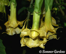 Brugmansia 'Bohemian Sunset' - Hybrid Angel Trumpet Plant