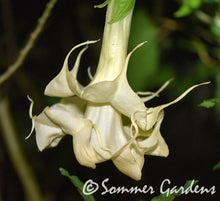 Brugmansia 'Ann Dupee' - Hybrid Angel Trumpet Plant