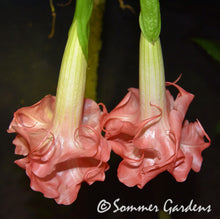 Brugmansia 'Audrey Lea'' - Unrooted Cuttings