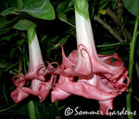 Brugmansia 'Audrey Lea'' - Unrooted Cuttings