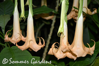 Brugmansia 'Green Goddess' - Hybrid Angel Trumpet Brugie Starter Plant