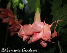 Brugmansia 'Raspberry Ripple' - 3 Unrooted Cuttings