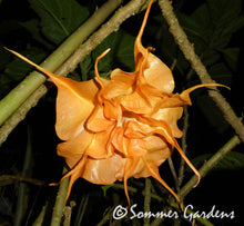 Brugmansia 'Sommer Fantasy' - Hybrid Angel Trumpet Plant