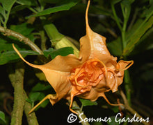 Brugmansia 'Sommer Fantasy' - Hybrid Angel Trumpet Plant