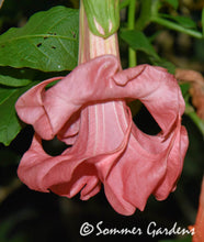 Brugmansia 'Sommer Rose' - Unrooted Cuttings