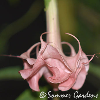 Brugmansia 'Sommer Rose' - Hybrid Angel Trumpet Plant