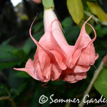 Brugmansia 'Sommer Rose' - Unrooted Cuttings
