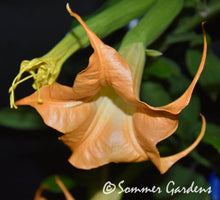 Brugmansia 'Tangerine King' - Hybrid Angel Trumpet Brugie Starter Plant
