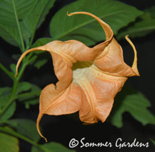 Brugmansia 'Tangerine King' - Hybrid Angel Trumpet Plant