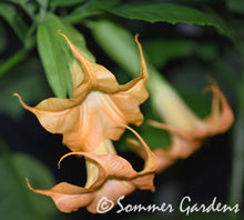 Brugmansia 'Tangerine King' - Hybrid Angel Trumpet Brugie Starter Plant