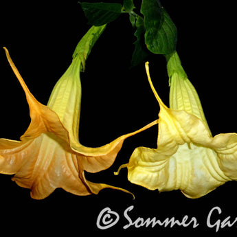 Brugmansia 'Tangerine King' - Unrooted Cuttings