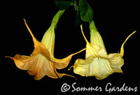 Brugmansia 'Tangerine King' - Unrooted Cuttings