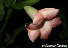 Brugmansia 'Coral Splendor' - Hybrid Angel Trumpet Plant