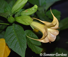 Brugmansia 'Desiree Dawn' - Hybrid Angel Trumpet Plant