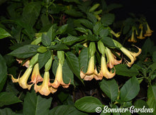 Brugmansia 'Desiree Dawn' - Hybrid Angel Trumpet Plant