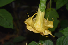 Brugmansia 'Golden Delicious' - Hybrid Angel Trumpet Brugie Starter Plant