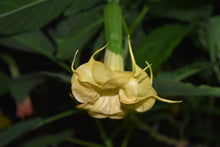 Brugmansia 'Golden Delicious' - Hybrid Angel Trumpet Brugie Starter Plant