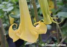 Brugmansia 'Golden Curls' - Hybrid Angel Trumpet Brugie Starter Plant