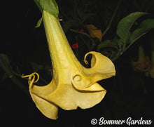 Brugmansia 'Golden Curls' - Hybrid Angel Trumpet Brugie Starter Plant
