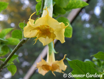 Brugmansia 'Golden Angel' - Hybrid Angel Trumpet Plant
