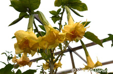 Brugmansia 'Golden Angel' - Hybrid Angel Trumpet Plant