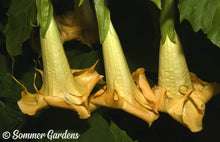 Brugmansia 'Golden Summer' - 3 Unrooted Cuttings