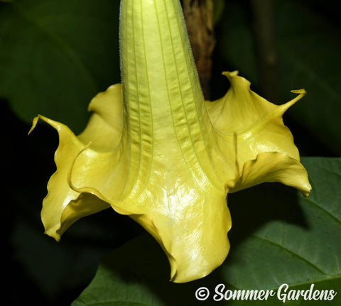 Brugmansia 'Golden Summer' - Hybrid Angel Trumpet Brugie Starter Plant