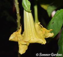 Brugmansia 'Golden Summer' - Hybrid Angel Trumpet Plant