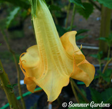 Brugmansia 'Golden Summer' - Hybrid Angel Trumpet Brugie Starter Plant