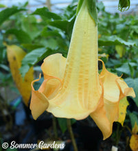 Brugmansia 'Golden Summer' - Hybrid Angel Trumpet Plant