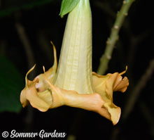 Brugmansia 'Golden Summer' - 3 Unrooted Cuttings