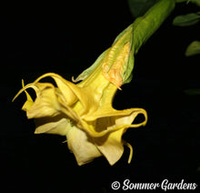 Brugmansia 'Heatwave' - Hybrid Angel Trumpet Plant