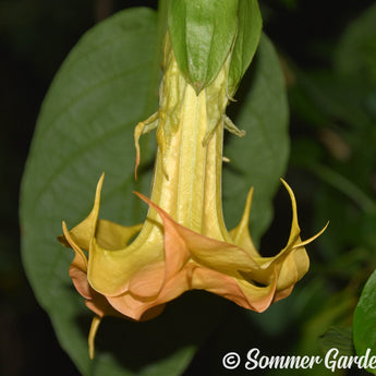 Brugmansia 'Heatwave' - 3 Unrooted Cuttings