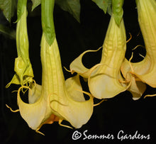 Brugmansia 'Inez Chapman' - 3 Unrooted Cuttings