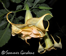 Brugmansia 'Inez Chapman' - Hybrid Angel Trumpet Plant
