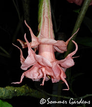 Brugmansia 'Lady Kathryn' - Hybrid Angel Trumpet Plant