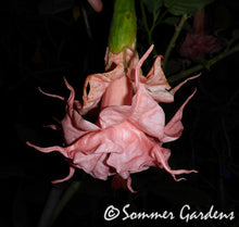 Brugmansia 'Lady Kathryn' - Hybrid Angel Trumpet Plant