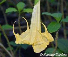 Brugmansia 'Lemon Belle' - Hybrid Angel Trumpet Brugie Starter Plant