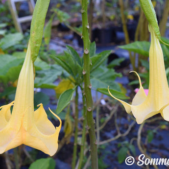 Brugmansia 'Lemon Belle' - Hybrid Angel Trumpet Plant