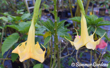 Brugmansia 'Lemon Belle' - Hybrid Angel Trumpet Brugie Starter Plant