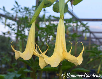 Brugmansia 'Lemon Belle' - Hybrid Angel Trumpet Plant