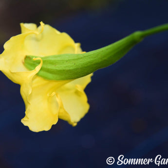 Brugmansia 'Lemon Joy' - Hybrid Angel Trumpet Plant