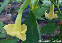 Brugmansia 'Lemon Zest' - Hybrid Angel Trumpet Plant