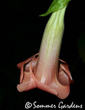 Brugmansia 'Coral Splendor' - Hybrid Angel Trumpet Plant
