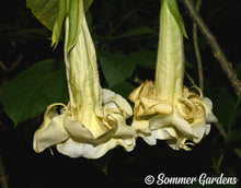 Brugmansia 'Moon River' - Hybrid Angel Trumpet Plant