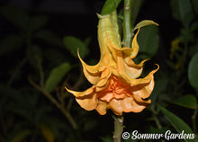 Brugmansia 'Orange Lantern' - Hybrid Angel Trumpet Brugie Starter Plant